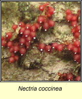 Nectria coccinea