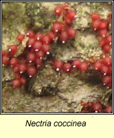 Nectria coccinea