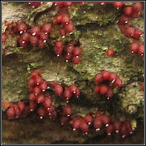 Nectria coccinea