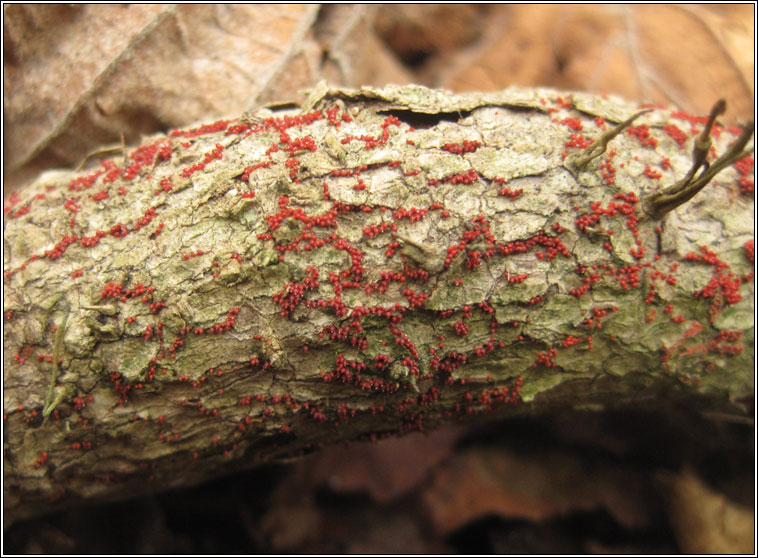 Nectria coccinea