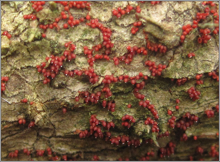Nectria coccinea