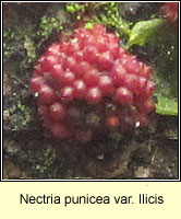 Nectria punicea var ilicis