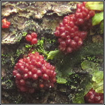 Nectria punicea var ilicis