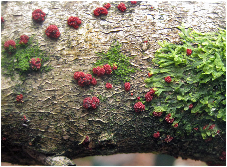 Nectria punicea var ilicis