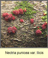 Nectria punicea var ilicis