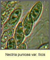 Nectria punicea var ilicis