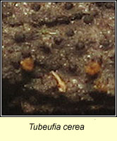 Tubeufia cerea