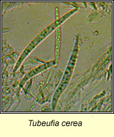 Tubeufia cerea