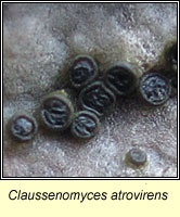 Claussenomyces atrovirens