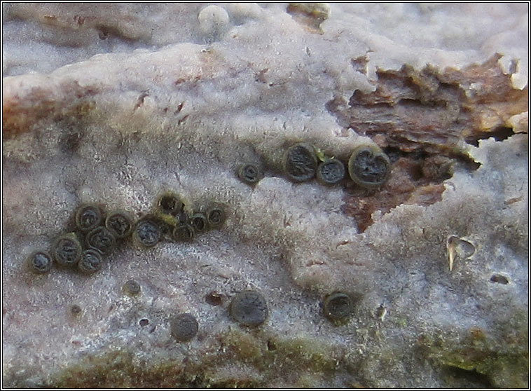 Claussenomyces atrovirens