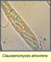 Claussenomyces atrovirens