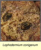 Lophodermium conigenum