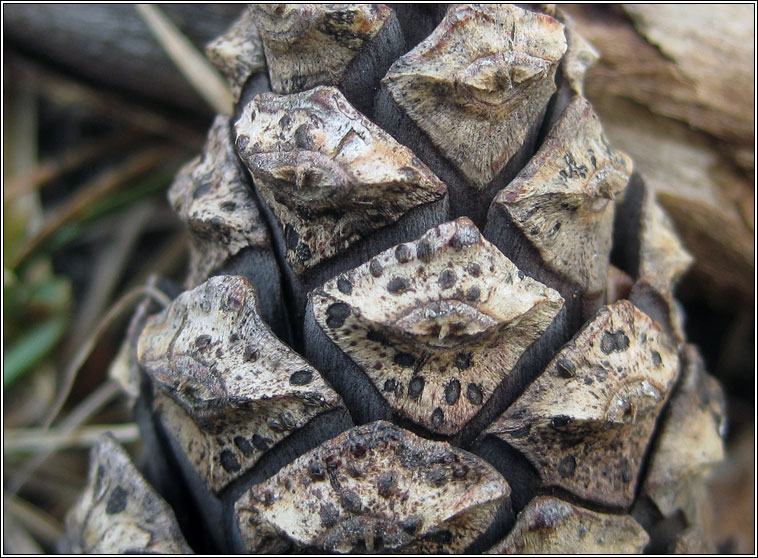 Lophodermium conigenum