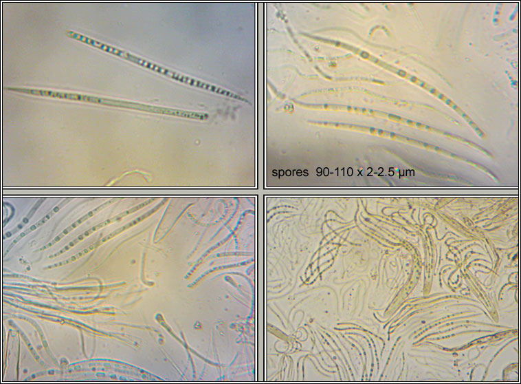 Lophodermium conigenum