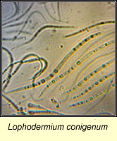 Lophodermium conigenum