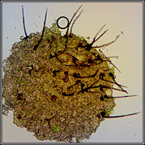 Chaetosphaeria - Chloridium