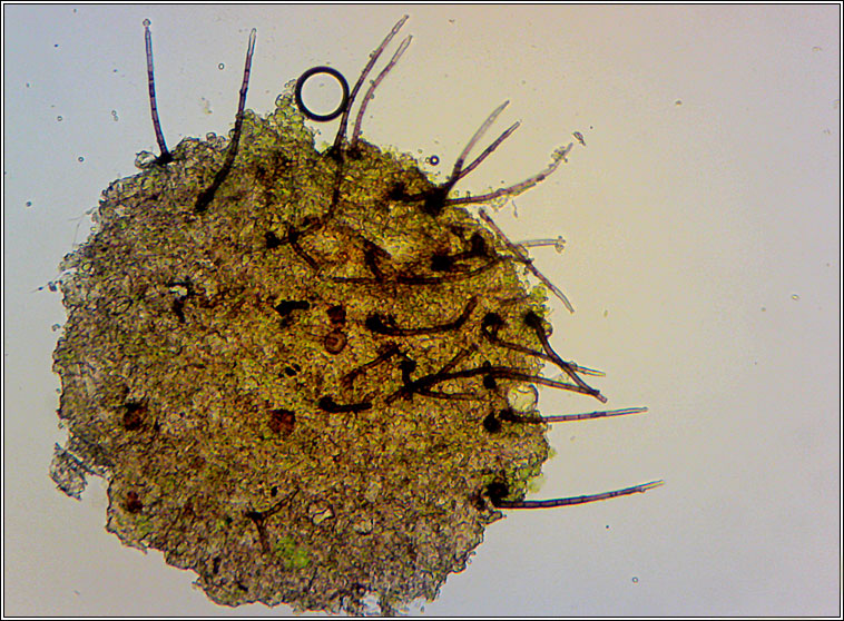 Chaetosphaeria - Chloridium