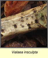 Vialaea insculpta