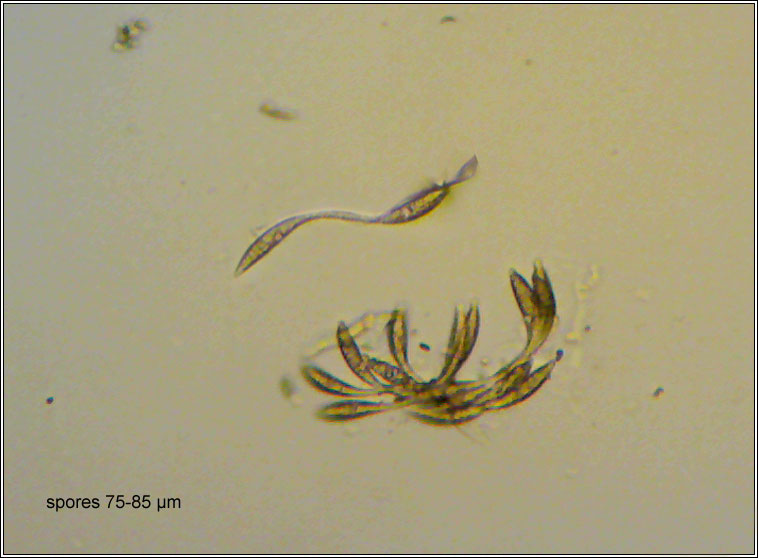 Vialaea insculpta, ascospores