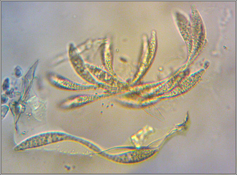 Vialaea insculpta, ascospores