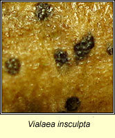 Vialaea insculpta