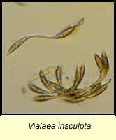 Vialaea insculpta