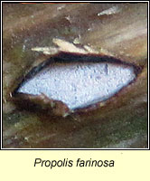 Propolis farinosa