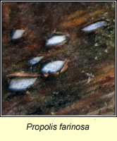 Propolis farinosa