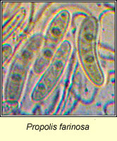 Propolis farinosa