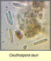 Ceuthospora lauri