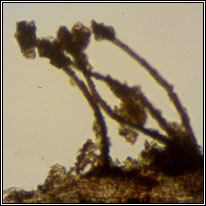 Dendryphion comosum