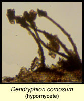 Dendryphion comosum