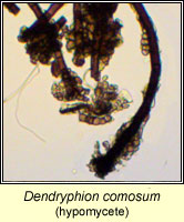 Dendryphion comosum