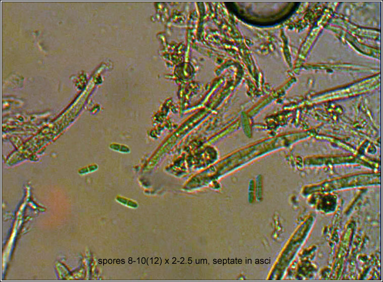 Niptera ramincola