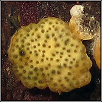 Hypocrea gelatinosa