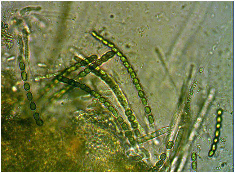 Hypocrea gelatinosa