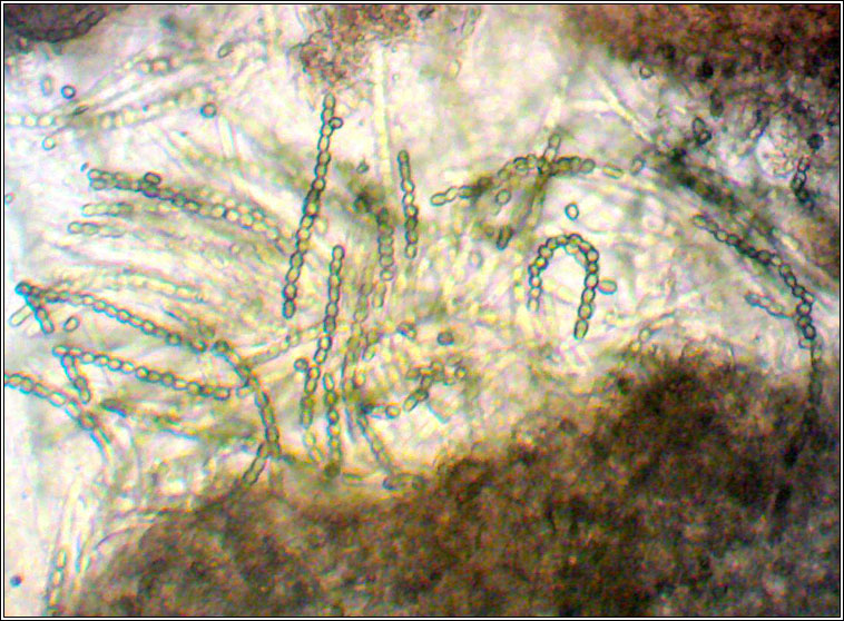 Hypocrea gelatinosa