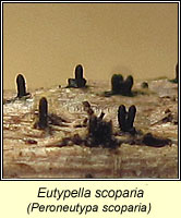 Eutypella scoparia