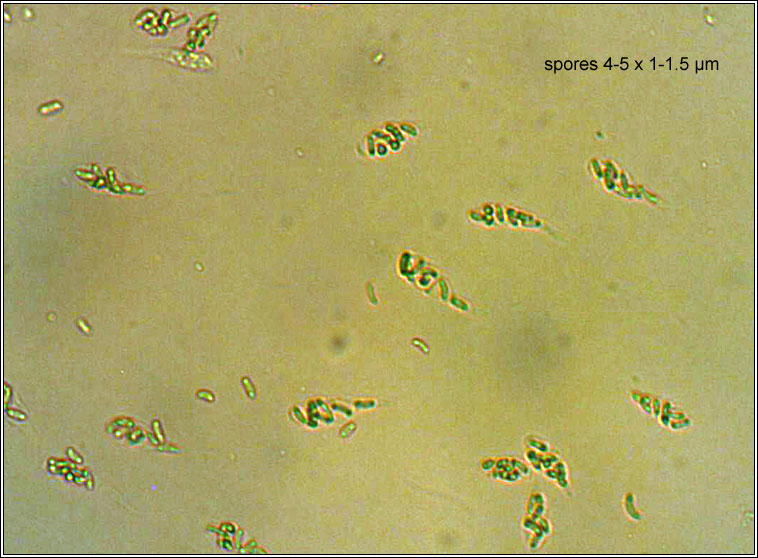 Eutypella scoparia, Peroneutypa scoparia