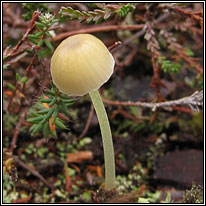 Yellowleg Bonnet, Mycena epipterygia