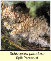 Schizopora paradoxa, Split Porecrust