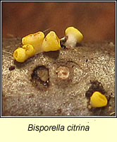 Bisporella citrina