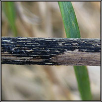 Puccinia graminis, Black Stem Rust