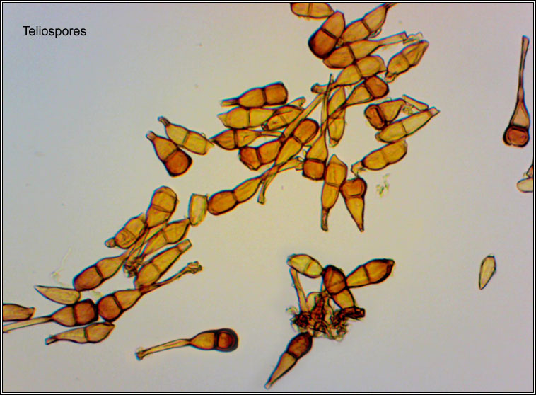 Puccinia graminis, Black Stem Rust