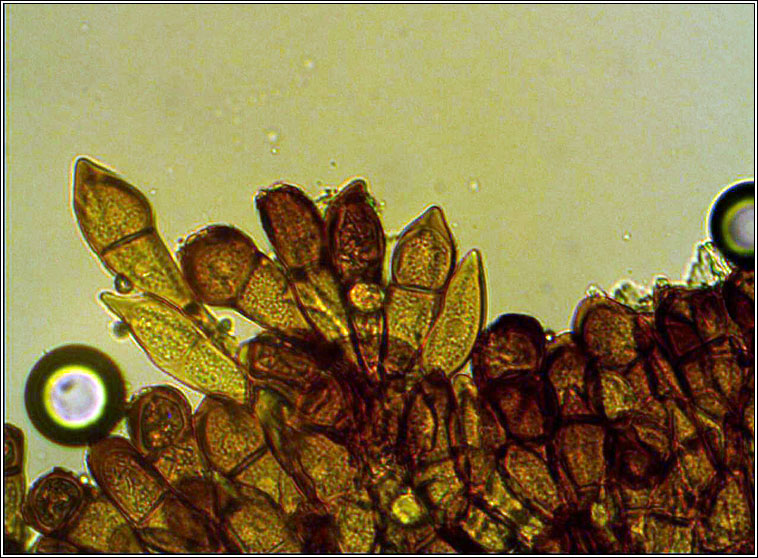 Puccinia graminis, Black Stem Rust