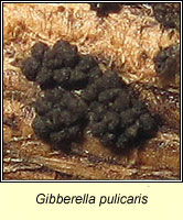 Gibberella pulicaris