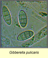 Gibberella pulicaris