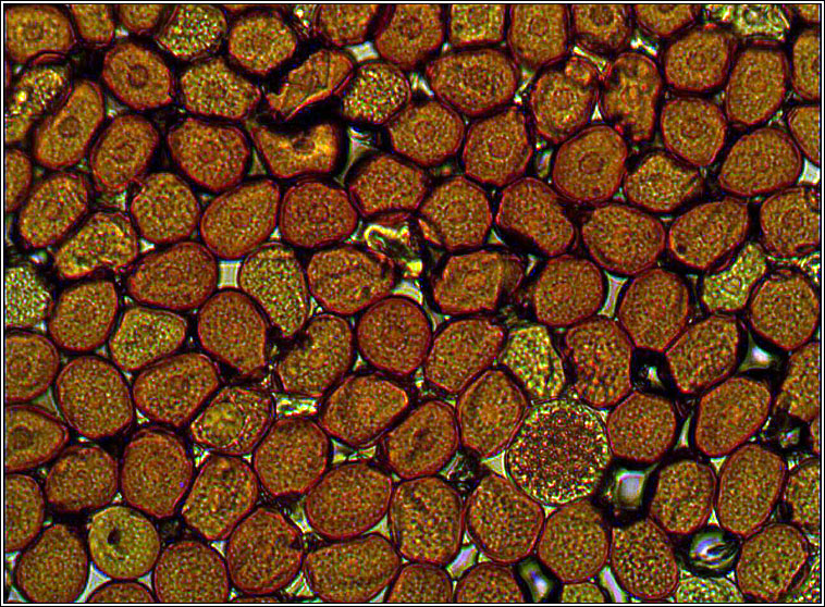 Uromyces muscari, Bluebell Rust