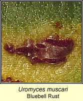 Uromyces muscari, Bluebell Rust