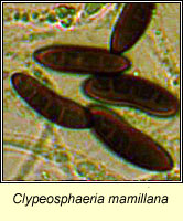 Clypeosphaeria mamillana